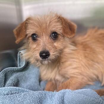Terrier Dogs Available for Adoption in Wimberley, Texas - Cactus | PetCurious