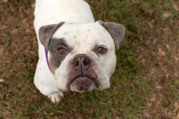 Chimichanga -  Mixed Breed Dog Available for Adoption in Durham, North Carolina - Chimichanga | PetCurious