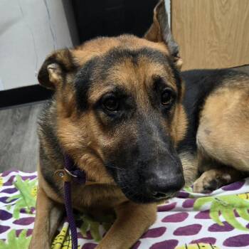 Dart -  German Shepherd Dog Dog for Adoption in Ridgely, Maryland - Dart | PetCurious