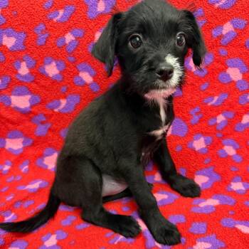 Charlie -  Chihuahua Dog for Adoption in Houston, Texas - Charlie | PetCurious