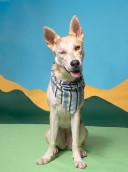 Kennedy -  Mixed Breed Dog for Adoption in Atlanta, Georgia - Kennedy | PetCurious