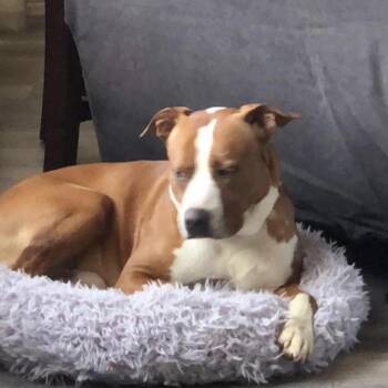 Rocco -  Pit Bull Terrier Dog for Adoption in Normal, Illinois - Rocco | PetCurious