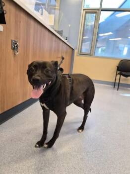 Pit Bull Terrier and Labrador Retriever Dogs Available for Adoption in San Jose, California - JAZMINE | PetCurious