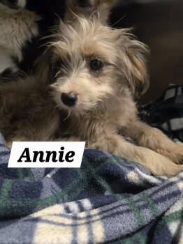 MO Annie -  Shih Tzu Dog for Adoption in Warrenton, Missouri - MO Annie | PetCurious
