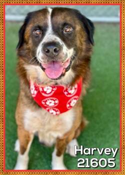 HARVEY -  Saint Bernard Dog for Adoption in Marietta, Georgia - HARVEY | PetCurious