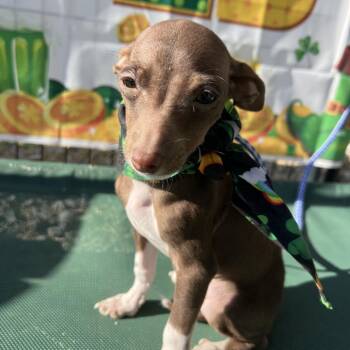 Chihuahua and Dachshund Dogs Available for Adoption - Cocoa | PetCurious