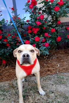 Lexington -  Mixed Breed Dog Available for Adoption in Douglasville, Georgia - Lexington | PetCurious