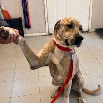 Gunner -  Catahoula Leopard Dog and Mastiff Dog for Adoption in Kingman, Arizona - Gunner | PetCurious