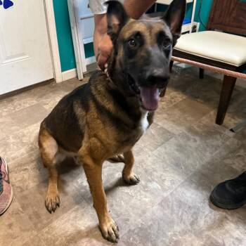 Mark (+) -  Belgian Shepherd Malinois Dog for Adoption in Floresville, Texas - Mark (+) | PetCurious