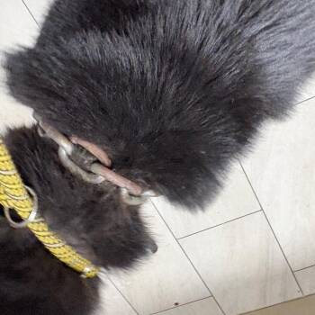 Husky Dogs Available for Adoption in Lufkin, Texas - Fish | PetCurious