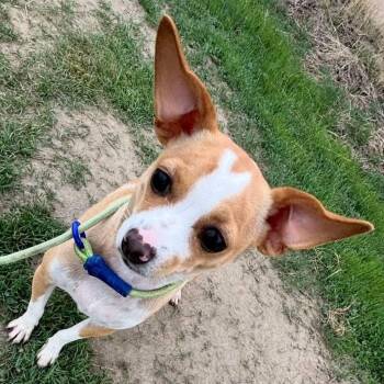 Chihuahua Dogs Available for Adoption - Big Ed | PetCurious