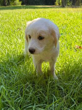 Australian Cattle Dog Blue Heeler and Golden Retriever Dogs Available for Adoption in New Baltimore, Michigan - Watermelon | PetCurious