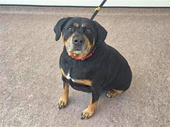 LADY -  Rottweiler and Mixed Breed Dog for Adoption in Brentwood, Missouri - LADY | PetCurious