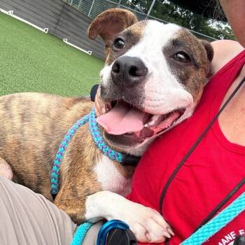 Lyra -  Mixed Breed Dog for Adoption in Chattanooga, Tennessee - Lyra | PetCurious