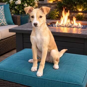 Bitsy -  Portuguese Podengo and Terrier Dog for Adoption in Heiskell, Tennessee - Bitsy | PetCurious