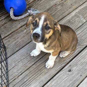 Plott Hound and Mixed Breed Dogs Available for Adoption in Ferndale, Michigan - Wilson | PetCurious