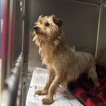 Cairn Terrier Dogs Available for Adoption - Gordon | PetCurious