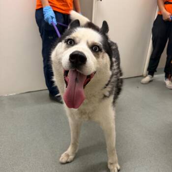 Toby -  Husky Dog for Adoption in Westminster, California - Toby | PetCurious