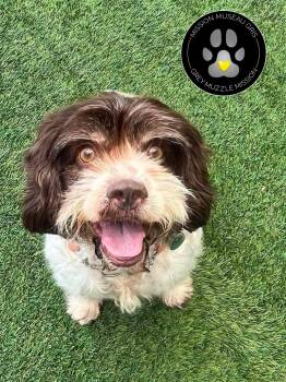 JOJO -  Cocker Spaniel Dog for Adoption in Delson, Quebec - JOJO | PetCurious