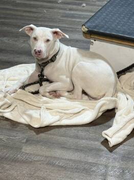 Rescue Pit Bull Terrier Dogs for Adoption in Alma, Michigan - Cade | PetCurious