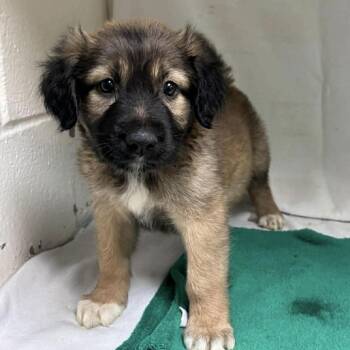 Mixed Breed and Australian Shepherd Dogs Available for Adoption - Thor  | PetCurious