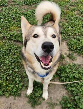 Siberian Husky Dogs Available for Adoption in Sacramento, California - INU YASHA | PetCurious