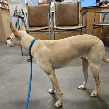 Goose -  Chihuahua and Mixed Breed Dog for Adoption in Park Falls, Wisconsin - Goose | PetCurious