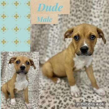Boxer Dogs Available for Adoption in Manchester, Connecticut - Dude | PetCurious