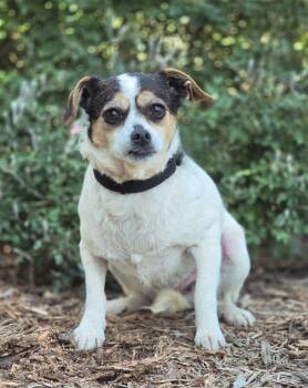 Beagle and Pug Dogs Available for Adoption in Troutman, North Carolina - DAISY | PetCurious