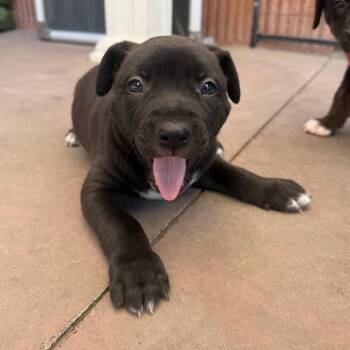 Fez -  Pit Bull Terrier Dog for Adoption in Palm Springs, California - Fez | PetCurious