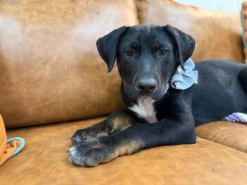 Labrador Retriever and Pit Bull Terrier Dogs Available for Adoption - Ludo Boop-the-Snoot McWigglebutt | PetCurious
