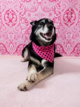 Dahlia-ADOPT Me -  Husky and German Shepherd Dog Dog for Adoption in Redondo Beach, California - Dahlia-ADOPT Me | PetCurious