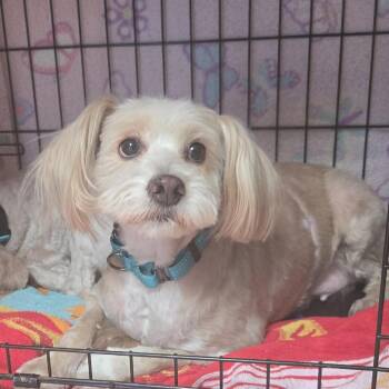 Lhasa Apso and Poodle Dogs Available for Adoption in Tucson, Arizona - China | PetCurious