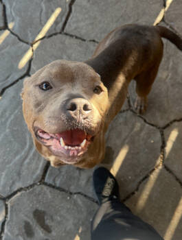Rescue Terrier and Mixed Breed Dogs for Adoption in New Orleans, Louisiana - Louise | PetCurious