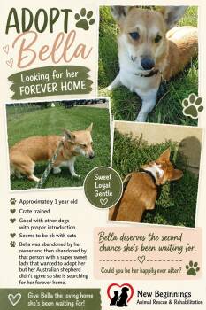 Bella -  Corgi Dog for Adoption in Alvaton, Kentucky - Bella | PetCurious