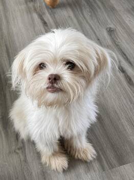 Betty -  Shih Tzu Dog for Adoption in Douglas, Georgia - Betty | PetCurious