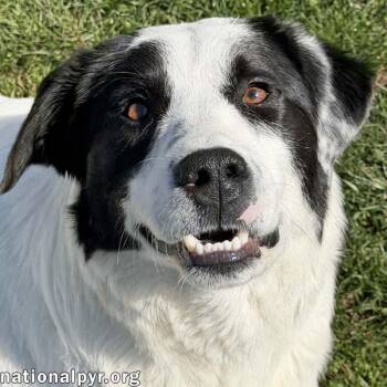 Great Pyrenees and Border Collie Dogs Available for Adoption in Beacon, New York - Casanova In OH - World