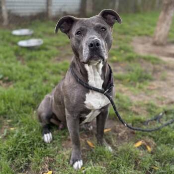 TREVINA -  Pit Bull Terrier Dog for Adoption in Modesto, California - TREVINA | PetCurious