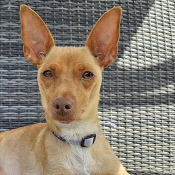 Miniature Pinscher and Chihuahua Dogs Available for Adoption in Galt, California - Jelly | PetCurious