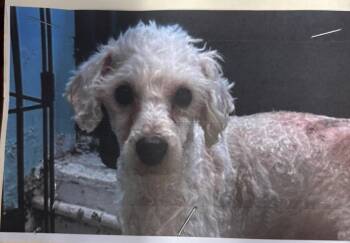 Poodle Dogs Available for Adoption - Tyson | PetCurious