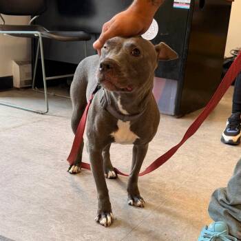 Smooches -  Mixed Breed Dog for Adoption in Philadelphia, Pennsylvania - Smooches | PetCurious
