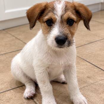 Asher -  Terrier and Schnauzer Dog for Adoption in Cashmere, Washington - Asher | PetCurious