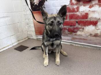 German Shepherd Dog Dogs Available for Adoption in San Bernardino, California - BIJOU | PetCurious