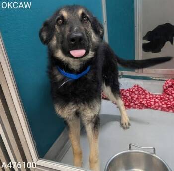 ZANE -  German Shepherd Dog Dog for Adoption in Oklahoma City, Oklahoma - ZANE | PetCurious