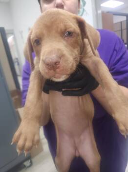 Ruby -  Labrador Retriever Dog for Adoption in Mobile, Alabama - Ruby | PetCurious