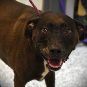 Rescue Chocolate Labrador Retriever and Mixed Breed Dogs for Adoption in Port Charlotte, Florida - Levi | PetCurious