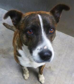 Terrier Dogs Available for Adoption in Lafayette, Louisiana - Ryan | PetCurious