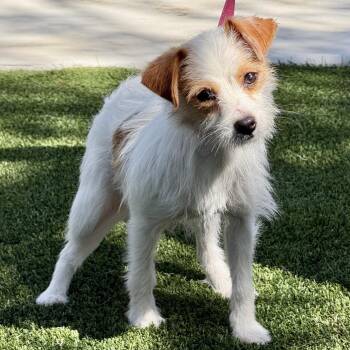 Terrier Dogs Available for Adoption in Hondo, Texas - Bebe | PetCurious