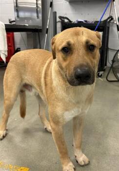 CRIMSON -  Black Mouth Cur Dog for Adoption in Houston, Texas - CRIMSON | PetCurious