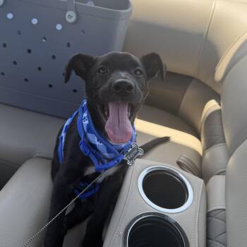 Pot Belly -  Black Labrador Retriever Dog for Adoption in Brentwood, Tennessee - Pot Belly | PetCurious